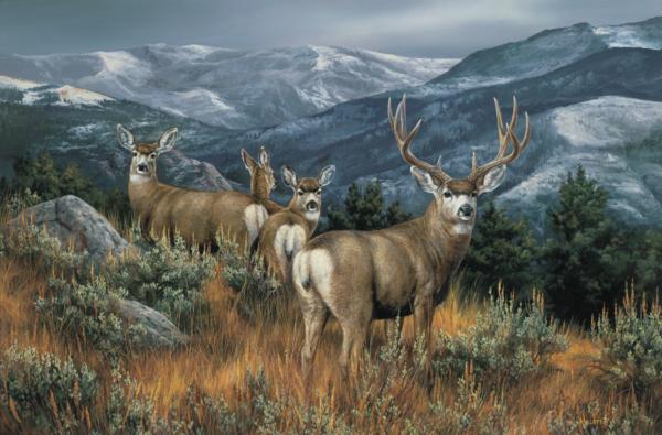 Wild Wings - Official Website